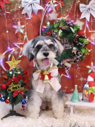 20231208パピコくん